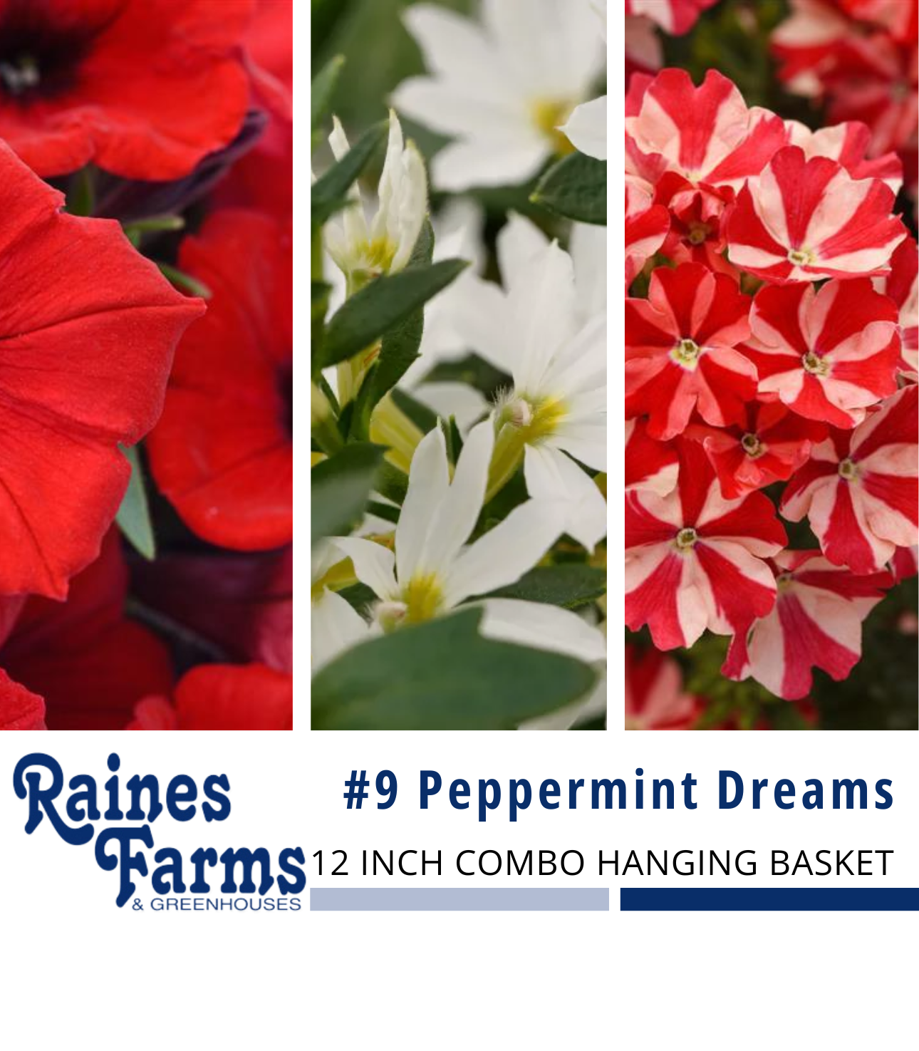 #9: Peppermint Dreams 12 Inch Combo Hanging Basket